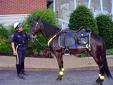 police-horse